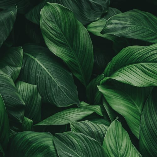 Lush leaves on a plant at Legends at Pine Forest in Pensacola, Florida
