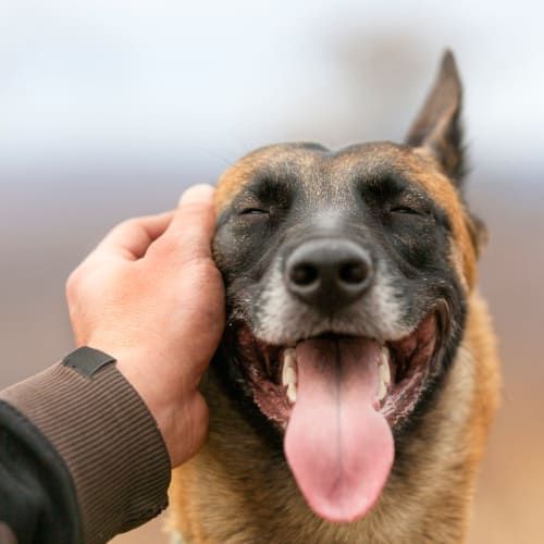 Happy dog getting some ear love at Legends at Pine Forest in Pensacola, Florida